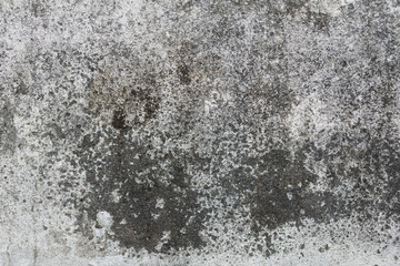 Green moss and rain stains on cement wall