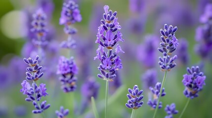 Obraz premium lush lavender blossoms in a vibrant summer garden creating a dreamy floral scene filled with purple beauty fragrant petals and peaceful natural charm