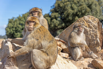 Portrait of Barbary Macaque (Macaca sylvanus)  Barbary apes are a vulnerable species and their habitat is threatened by habitat loss. Cedar forests around town of Azrou. Morocco