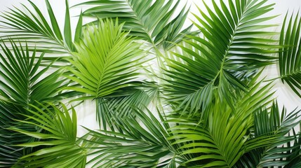 vibrant palm tree on white