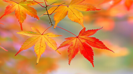 A leafy orange tree branch with a leaf on it. The leaf is slightly wet. The background is blurry