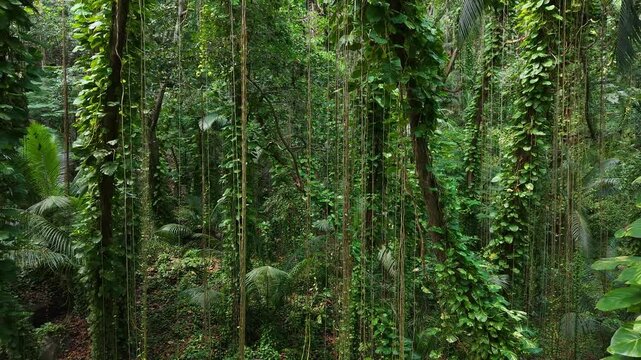 La Digue, Seychelles &ndash; a dense tropical jungle with tall trees and thick green vines in a lush natural setting.
