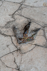 Fossilized Dinosaur Footprints in Nature