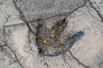 Remarkable Dinosaur Footprints Found in Nature