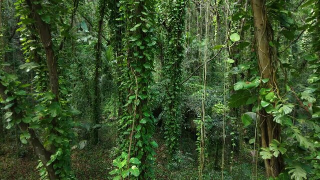 La Digue, Seychelles &ndash; a dense tropical jungle with tall trees and thick green vines in a lush natural setting.
