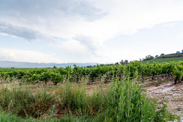 Beautiful Vineyards and Fields in La Rioja after a Storm, Spain