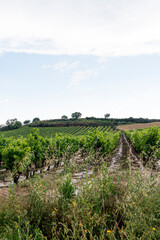Fototapeta premium Lush Vineyards Under Sunlight After Rain in La Rioja, Spain
