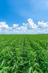 Green Field, Sunny Day
