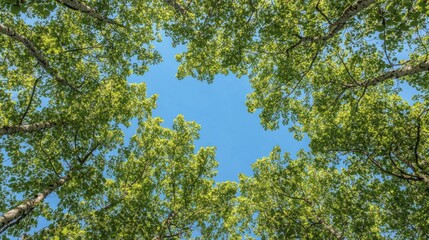 Fototapeta premium a serene upwards perspective capturing the canopy of birch trees with vibrant green leaves framing a clear blue sky offering a tranquil and natural landscape
