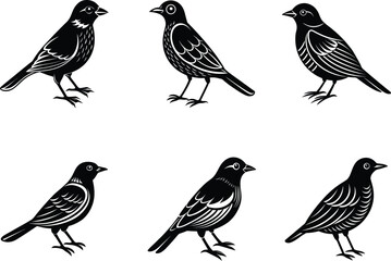 Bird Vector Illustration Bundle Collection