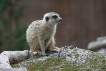 Slender-tailed Meerkat(Suricate) (Suricata suricatta) on stump