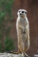 Slender-tailed Meerkat(Suricate) (Suricata suricatta) on stump