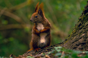 Eichhörnchen