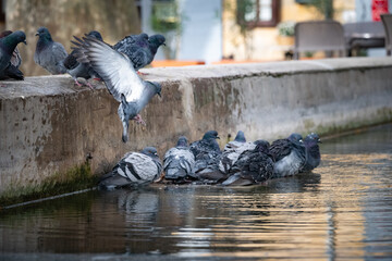 Fototapeta premium Group of Pigeons bathing together and flying into bath in French Village