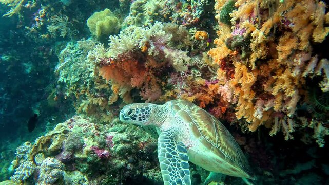 Sea turtle with ornate shell swims on coral reef.