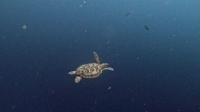 Sea turtle swims in the deep ocean.