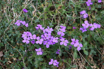 Fototapeta premium Sweden. Aubrieta deltoidea is a species of flowering plant in the mustard family. Common names include lilacbush, purple rock cress and rainbow rock cress. 