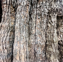 Obraz premium Natural tree bark texture showing cracks and crevices