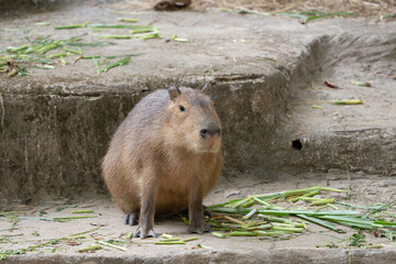 cute capybara (Hydrochaeris hydrochaeris) eating grass