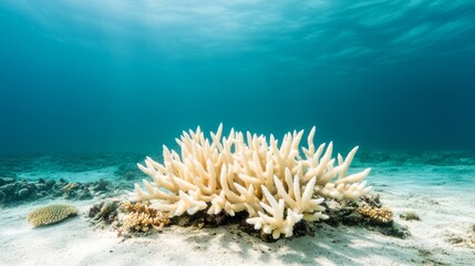 Dead coral reef under murky water, climate change damage, underwater landscape