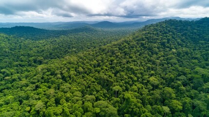 Fototapeta premium Rainforest cleared for cattle farming, meat industry footprint