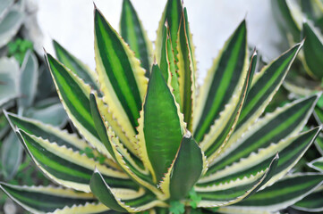 Agave Lophantha Quadricolor or Agave or Agavoideae or Asparagaceae  or Agave Lophantha