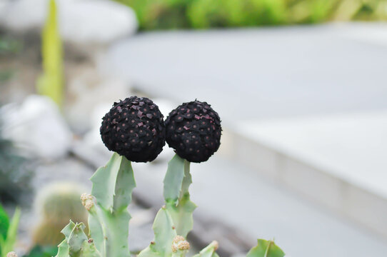 Caralluma speciosa or Caralluma or Caralluma fimbriata with flower
