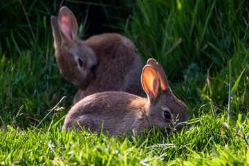 Rabbits in the sun