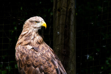 White-tailed eagle