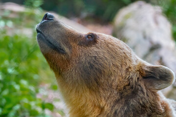 brown bear portrait
