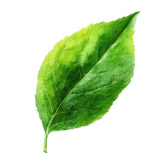 Obraz premium Watercolor green leaf art transparent background nature illustration botanical design organic aesthetic