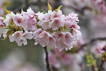 Cherry blossoms with many flowers in horticultural species,Yamazakura