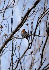 Robin perched on budding tree branch in early spring