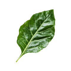 Obraz premium Fresh green leaf of swiss chard on a plain background isolated on transparent background