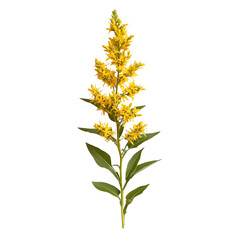Goldenrod flower bloom yellow plant botanical nature flora  isolated on transparent  background