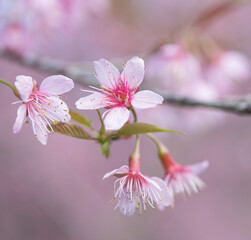 Close-up of blooming himalayan cherry blossoms or thai cherry, Prunus cerasoides (Wild Himalayan Cherry)