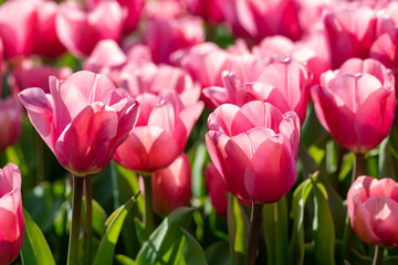 The tulips flowers field. Spring blooming flowers.