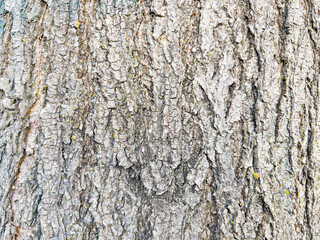 Dry tree bark texture as background