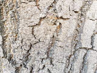 Dry tree bark texture as background