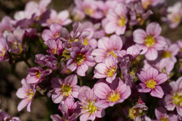 Fototapeta premium Saxifraga arendsii popular plant for rock gardens, alpine gardens. Flower spring background. Shallow depth of field
