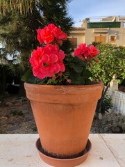 Geranium blooming flowers in pot at home terrace 