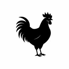 rooster isolated on white background