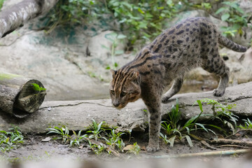 Fishing Cat (Prionailurus viverrinus) big cat