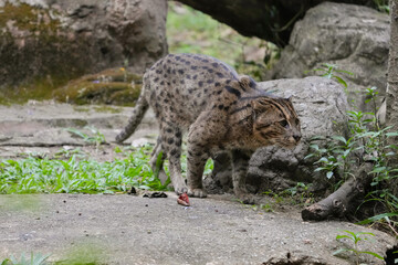 Fishing Cat (Prionailurus viverrinus) big cat