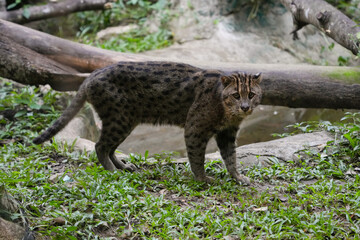 Fishing Cat (Prionailurus viverrinus) big cat