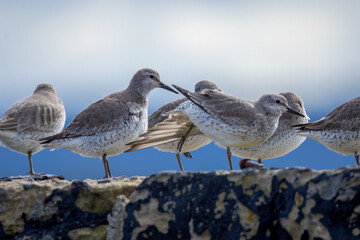 Large flock of red knot roosting on a harbour wall