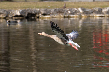 The flying greylag goose, Anser anser is a species of large goose