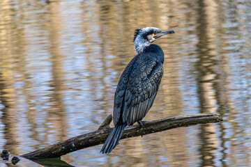 The great cormorant, Phalacrocorax carbo sitting on a branch