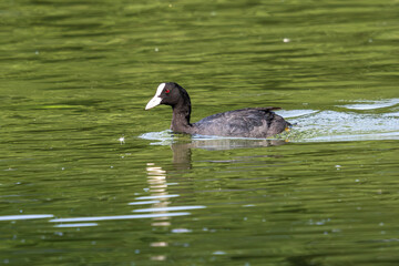 The Eurasian coot, Fulica atra swimming on the Kleinhesseloher Lake at Munich, Germany