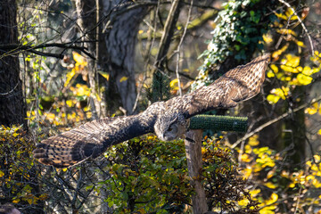 Siberian eagle owl, bubo bubo sibiricus. The biggest owl in the world
